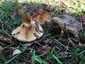 Begöngyöltszélű cölöpgomba (Paxillus involutus), Őrség. Erdőkben és füves helyeken, parkokban, kertekben is nő